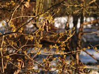 Hamamelis Wisley Supreme - mollis 2015 02 07 3080